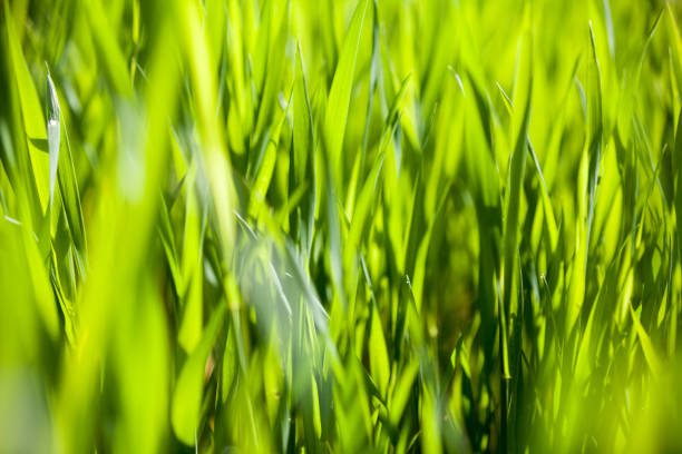 화창한 날에 녹색 잔디 - blade of grass grass leaf long 뉴스 사진 이미지