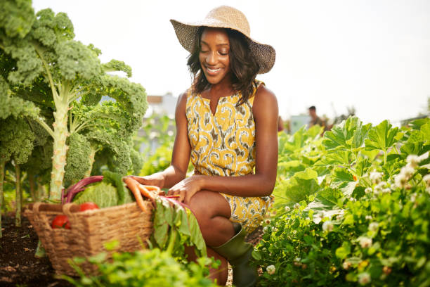 дружелюбная афроамериканка собирает свежие овощи из тепличного сада на крыше - vegetable garden urban scene city life community garden стоковые фото и изображения