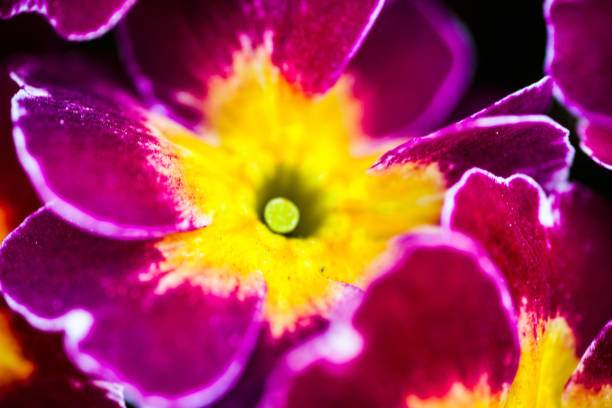 Bright purple primula flowers blooming in spring. Close-up.
