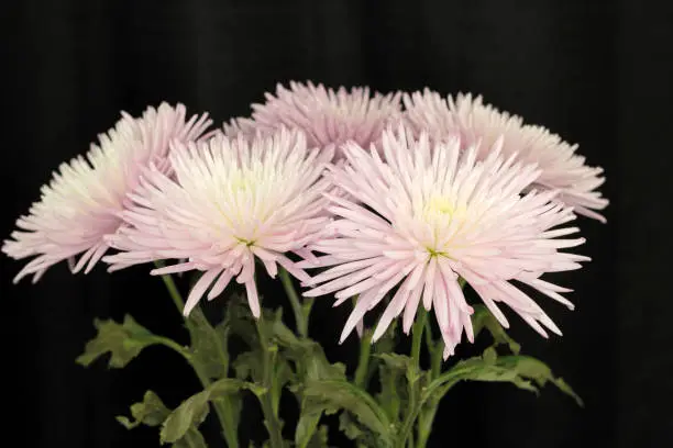 Tops of violet white chrysanthemum flowers with green leaves in front of a black curtain. Closeup of the top half of white and violet chrysanthemum flowers.