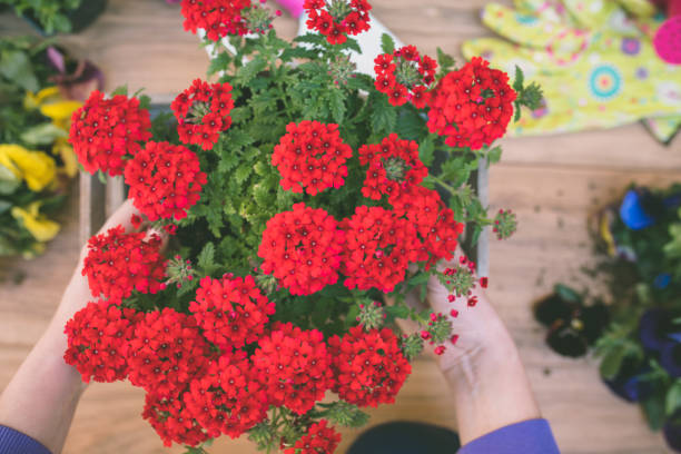 Woman's hands planting spring flowers