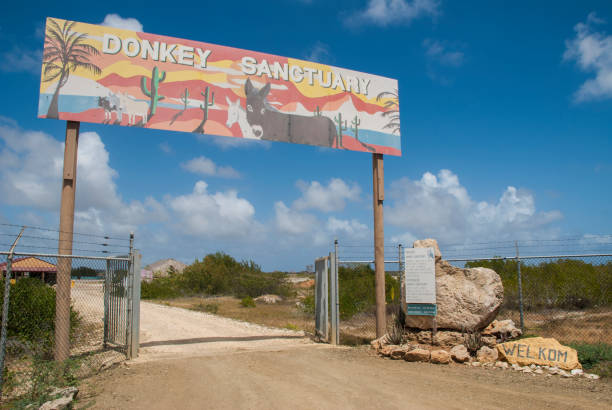 Donkey Sanctuary Bonaire stock photo