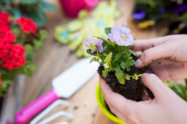 istock Woman's hands planting spring flowers 660537052