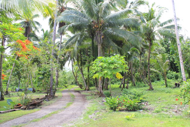istock A country road in Western Samoa 660537458