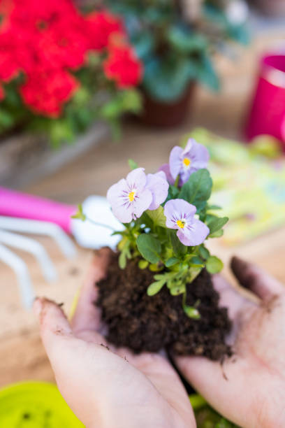 istock Woman's hands planting spring flowers 660537460