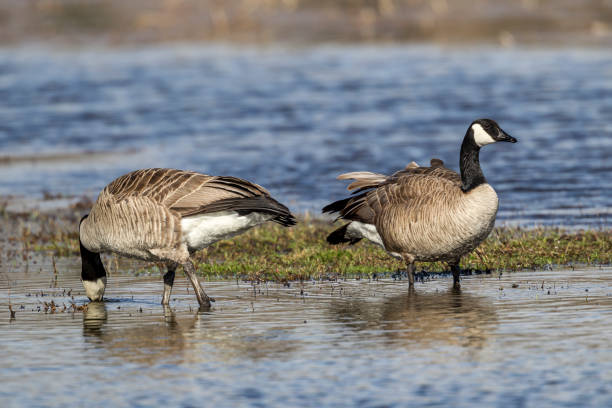 istock Two geese wading in the water. 660540306