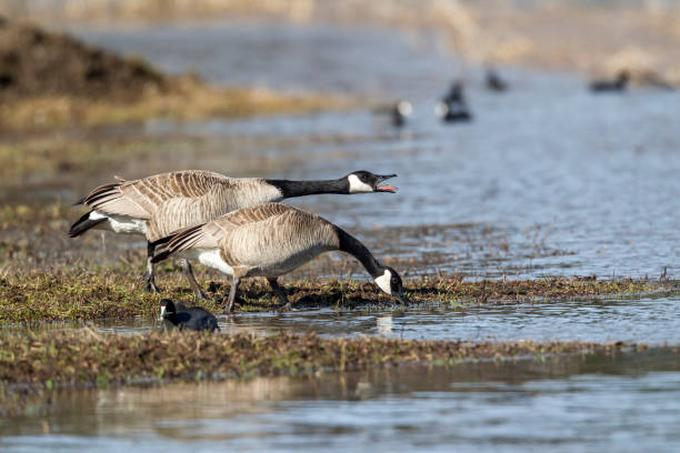 istock Honking goose at the lake. 660540308