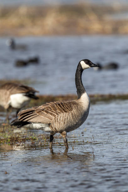 istock Goose stands in shallow water. 660540314