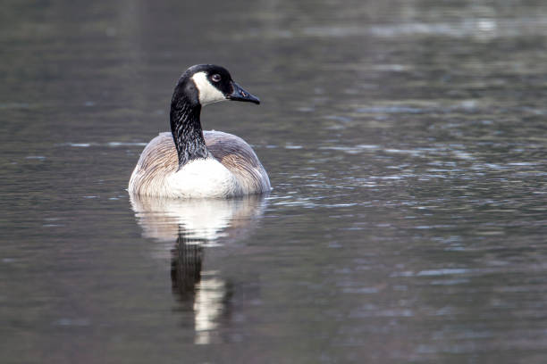 A Canadian goose shows its reflection while swimming in Hauser Lake, Idaho.