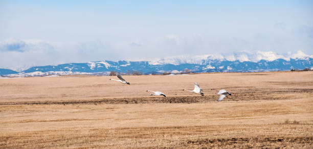 istock Tundra Swans flying over grain field stubble. 660540532