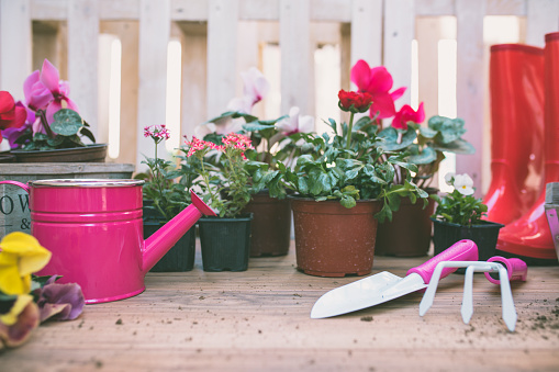 Gardener planting spring flower