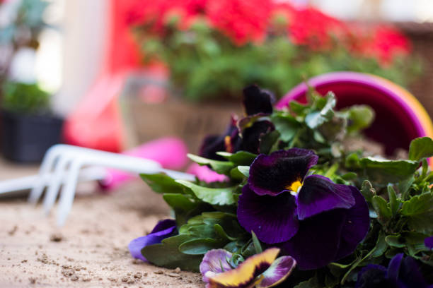 Gardener planting spring flower