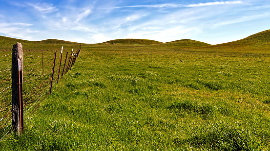 Panoramic view of a pasture at the Rush Ranch Open Space, Fairfield, California, USA, featuring the green, invasive grass that only lasts a few weeks in the winter through early spring
