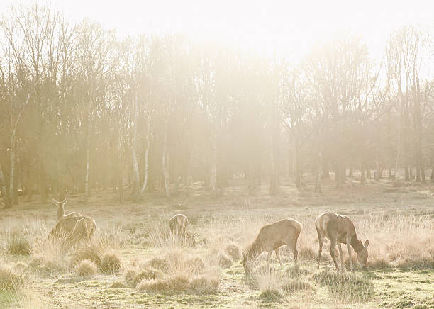 deer grazing on field at richmond park - richmond park imagens e fotografias de stock