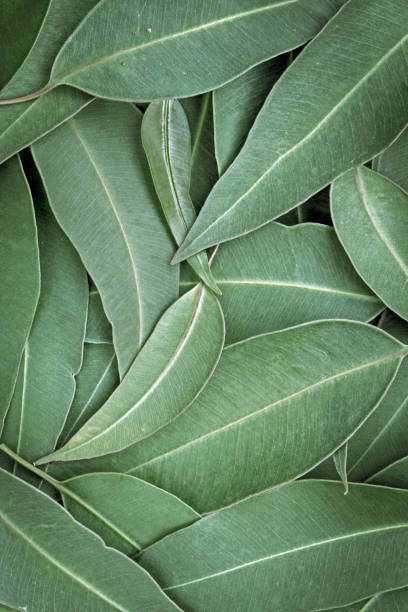 эвкалипт оставляет полный кадр фон верхний вид - eucalyptus eucalyptus tree leaf tree стоковые фото и изображения