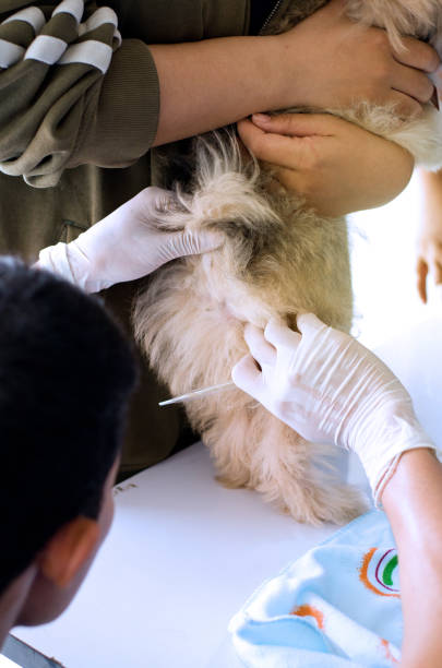 istock Students Veterinary will take tempurature a little dog 660560262