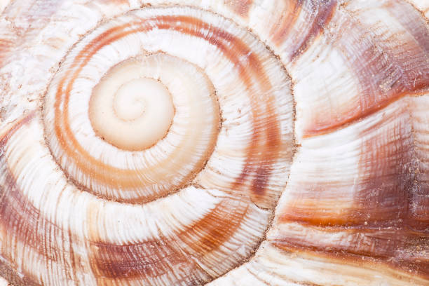 istock Macro photography of a snail 660562756