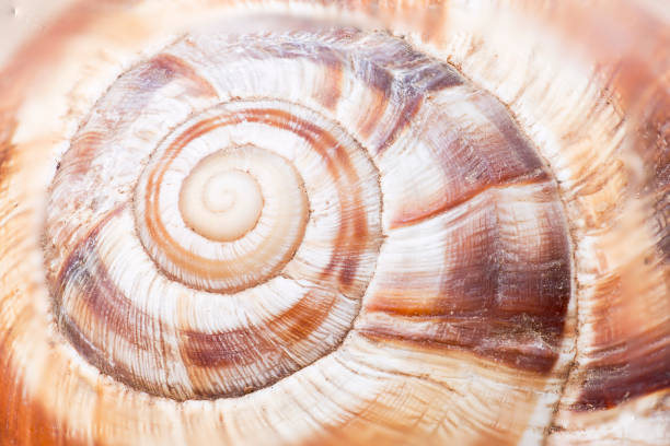 istock Macro photography of a snail 660562766