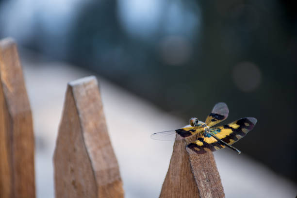 istock A beautiful Yellow and black winged dragon fly landed 660563764