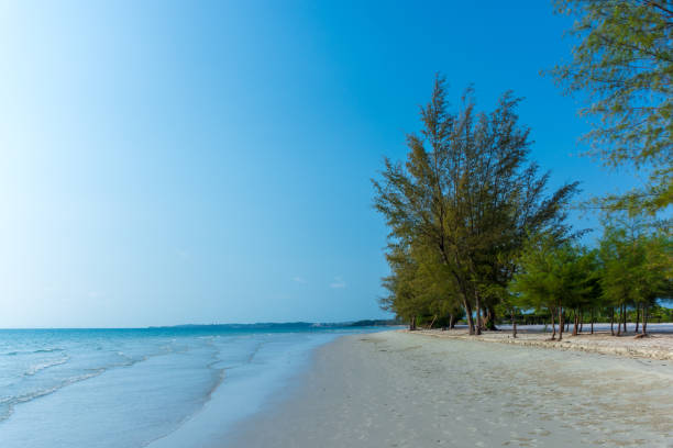 istock Stunning empty tree lined paradise beach with calm sea in Cambodia. 660564012