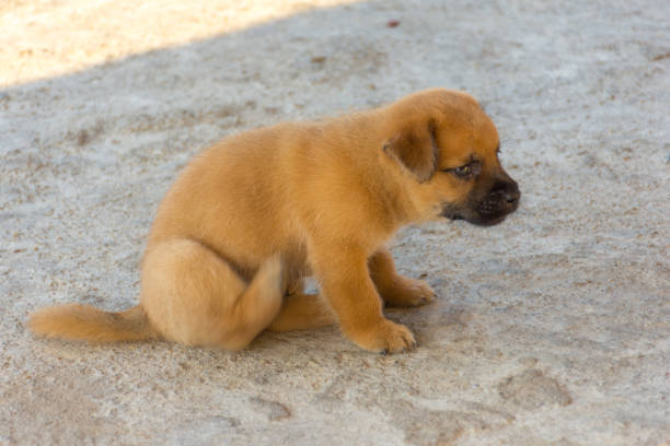 istock Cute golden puppy lightly scratching sat on concrete floor with motion blur. 660566184