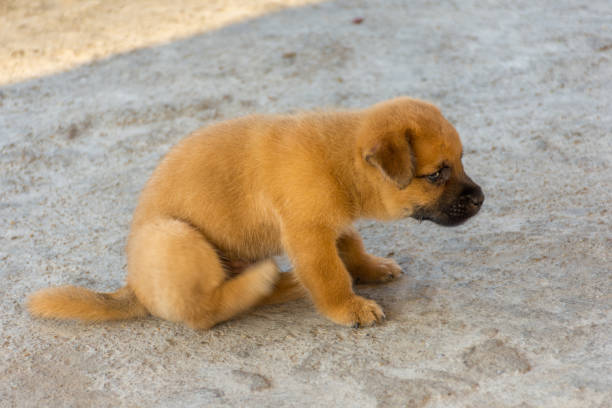 istock Cute golden puppy lightly scratching sat on concrete floor with motion blur. 660566196