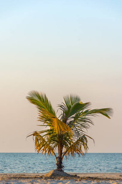 istock Single young palm tree growing on white sand beach, blue sky and sea background. 660566202