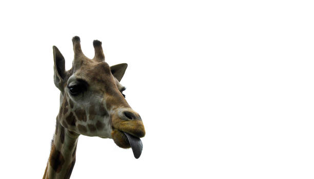 istock Giraffe Sticking His/Her Tongue Out 660567274