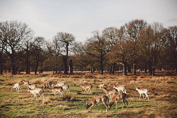 herd of deer grazing on field at richmond park - richmond park imagens e fotografias de stock