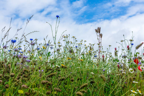 istock field of countryside wild flowers 660570046