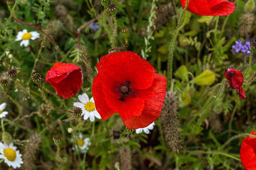 Close up of poppies and other wild countryside flowers.