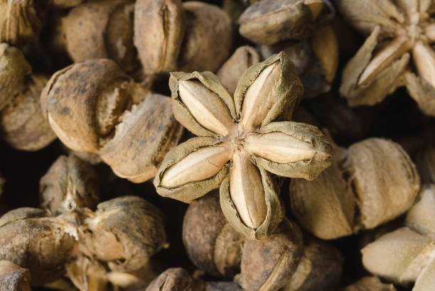 istock sacha inchi seed herbs use medicinaly omega three 660573860
