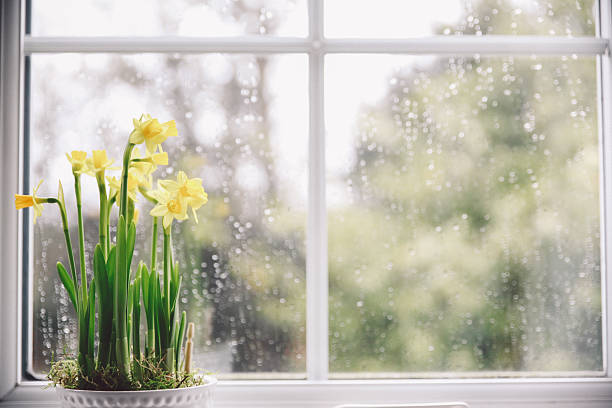 istock Potted Daffodils Blooming On Window Sill At Home 660574149