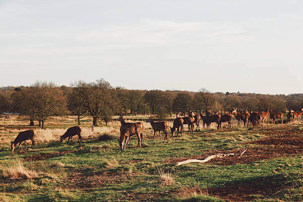 herd of deer grazing on field at richmond park - richmond park imagens e fotografias de stock