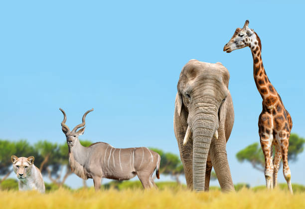 istock African elephant, giraffe, kudu and a lion. 660576124