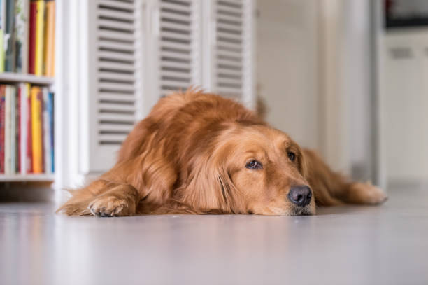 istock Golden Retriever to lie on the ground 660576400