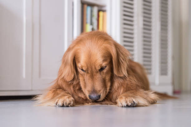 istock Golden Retriever to lie on the ground 660576464