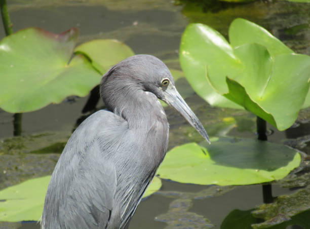 istock Little Blue Heron Hunting in Water Lilies 660582222