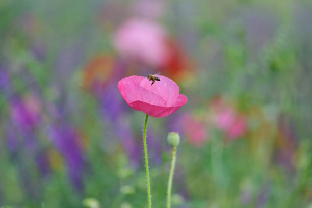 Poppy in macro
