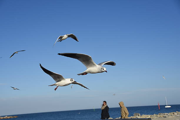 istock Scenic View Of Seagull Flying Against Clear Sky 660587103