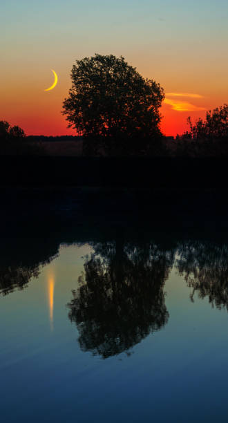 istock tree on the shore of lake at sunset 660590608