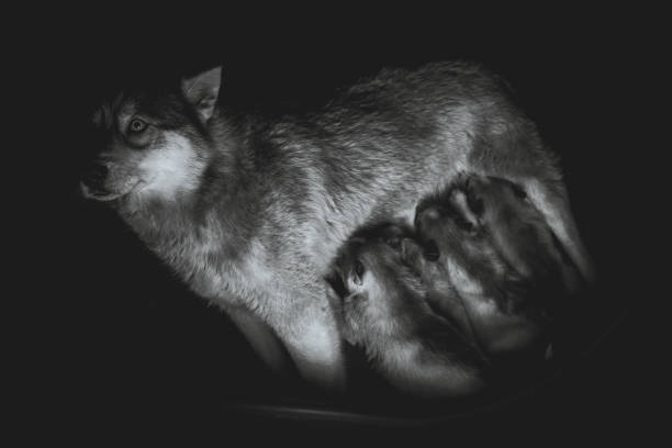 istock Siberian husky. Mother breastfeeding puppies. 660590940