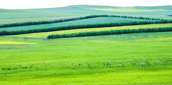 Rural landscape in summer time
