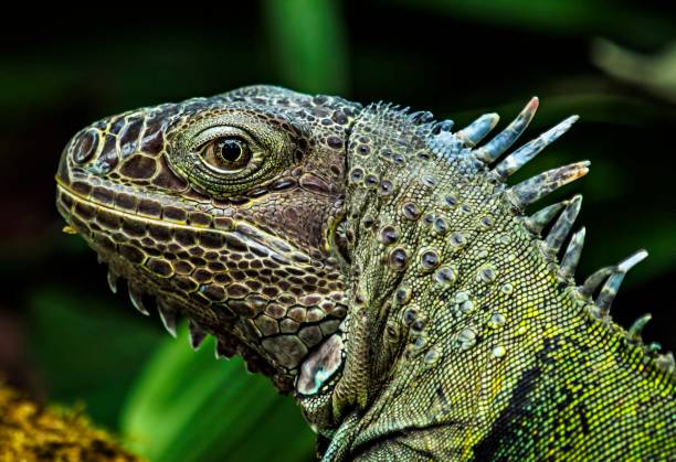 istock Iguana close-up portrait with blurred background 660594550