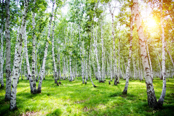 istock Detail of spring birch grove 660597824
