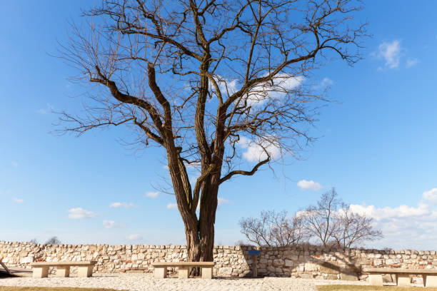 istock Single tree without leaves, empty stone benches on a background of blue sky 660598752