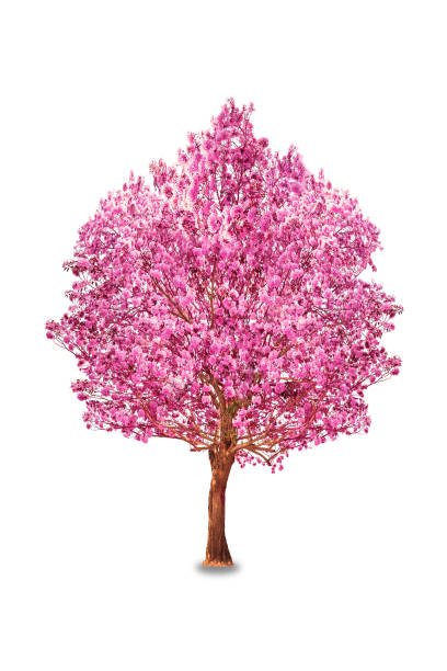 istock Pink flowers tabebuia rosea blossom. 660601186