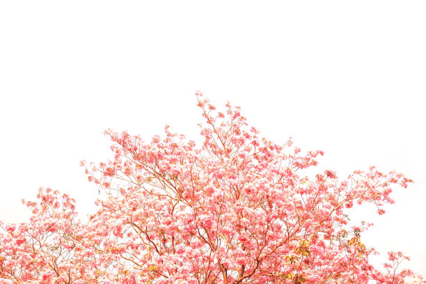 Pink flowers tabebuia rosea blossom.