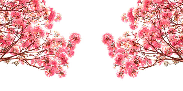 Pink flowers tabebuia rosea blossom.