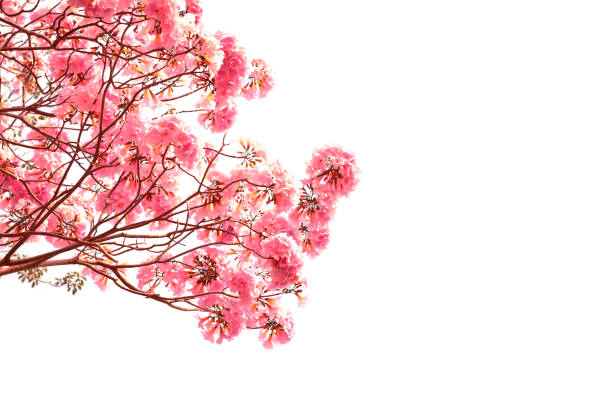 istock Pink flowers tabebuia rosea blossom. 660601306